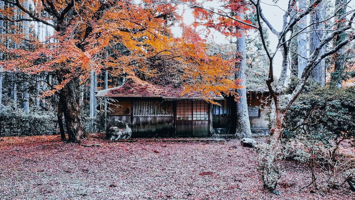 草木が生える茶室